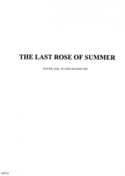 The last rose of summer