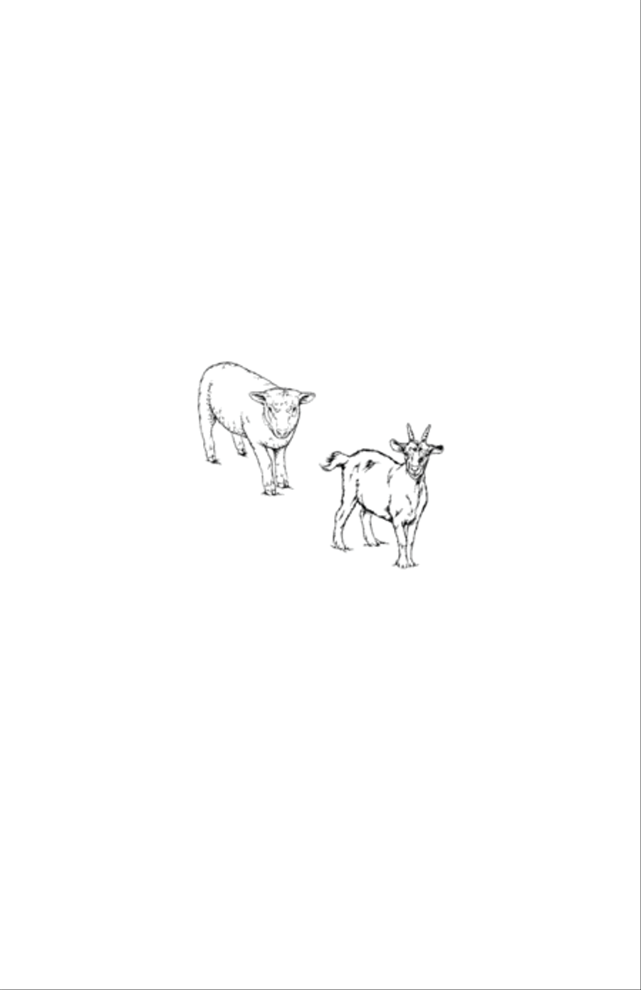 Sheep and Goat 