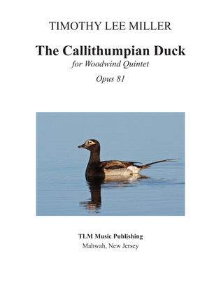 The Callithumpian Duck