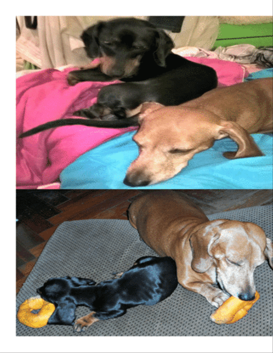 Chacareras Salchicheras Dachshund Alfredo Figueras Piano Piano Solo scores gallery preview page 6