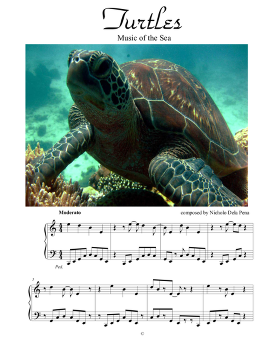 "Turtles" music of the Sea image number null