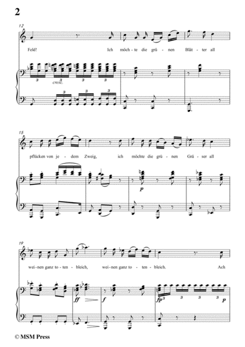 Schubert-Die böse Farbe,from 'Die Schöne Müllerin',Op.25 No.17,in C Major,for Voice&Piano image number null
