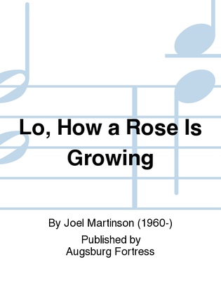 Lo, How a Rose Is Growing