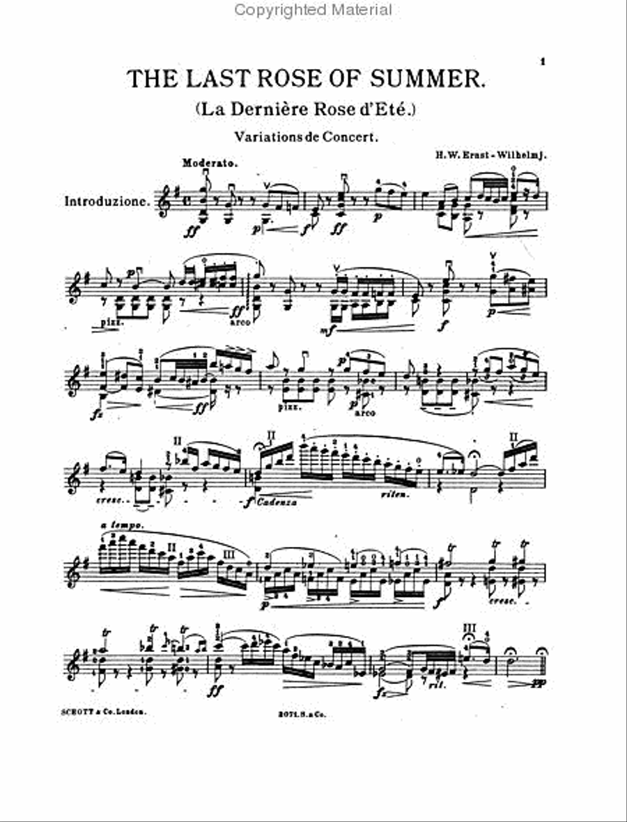 The last rose clearance of summer violin