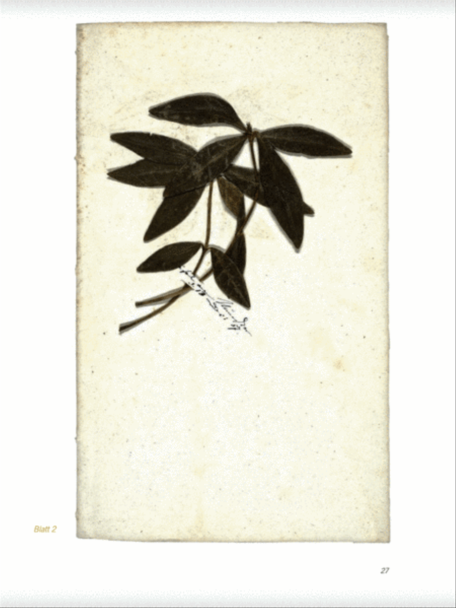 The Berlin Flower Diary of Clara Schumann Collection / Songbook scores gallery preview page 2