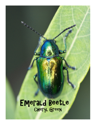 Emerald Beetle
