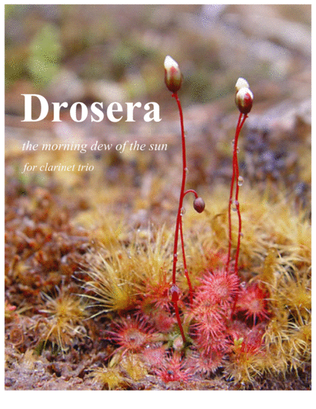 Drosera: the morning dew of the sun