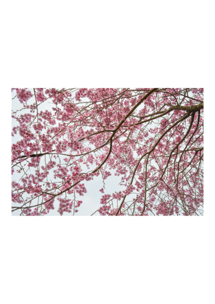 Sakura Sakura image number null