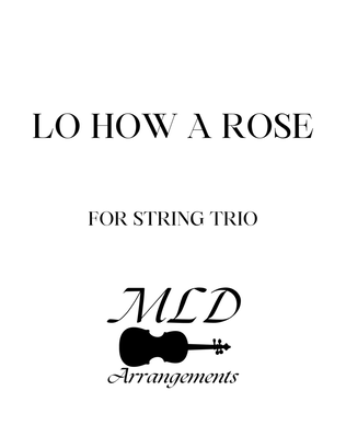 Lo How A Rose