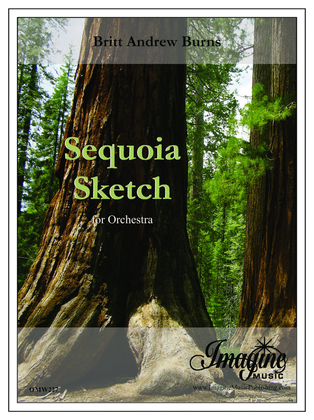 Sequoia Sketch